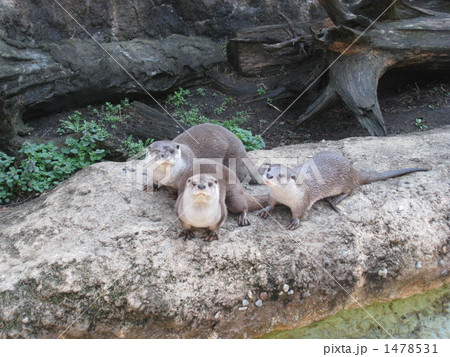 なかよしカワウソ なかよしカワウソ 1478531