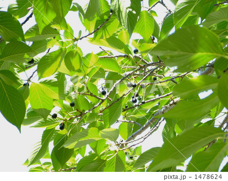 輝く朝日の中 輝く朝日の中 1478624