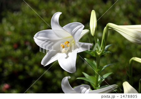 初夏の陽射しに 咲き出した純白の白百合の花の写真素材