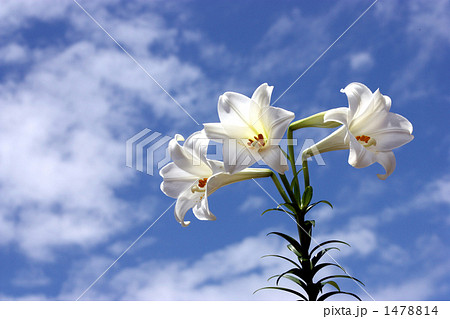 初夏の陽射しに 咲き出した純白の白百合の花の写真素材