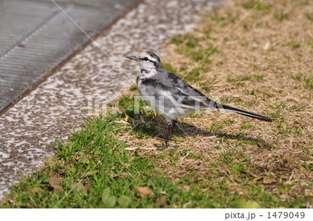 ハクセキレイ 1479049