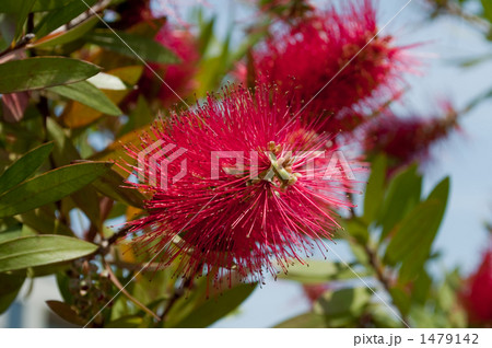 ブラシノキ 1479142