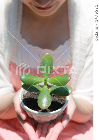 若葉 苗木 女性 (カジュアル 女子大生 社会人 外国人 ハーフ 専門学生 大学生) 1479521