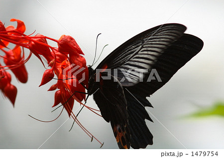 吸蜜するナガサキアゲハのオス 1479754