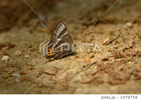 トラフシジミ 1479759