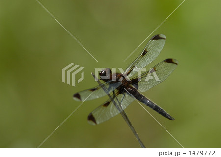 絶滅危惧種　ベッコウトンボ 1479772