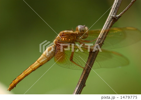 ショウジョウトンボ メス 1479775