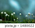 1480022