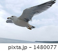 カモメ 1480077