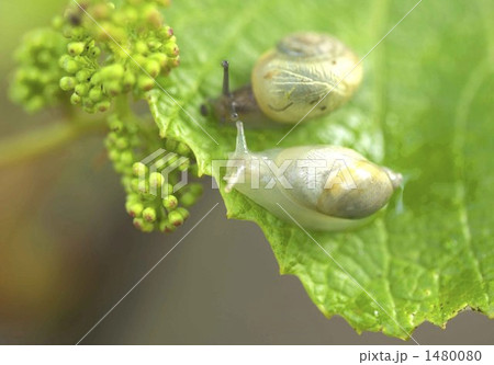 かたつむり 1480080