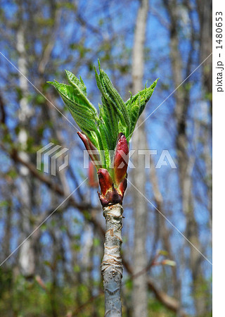 はりぎり 1480653