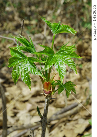 はりぎり はりぎり 1480655