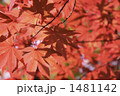 鮮やかな紅葉 1481142