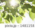 緑と太陽 1481158