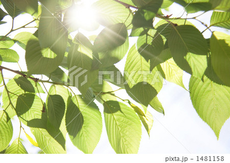 緑と太陽 1481158