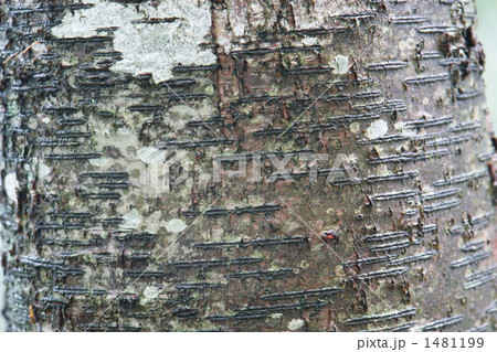 ミズメの樹皮 1481199