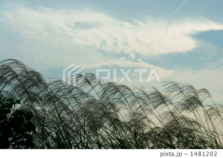 ススキと雲 1481202