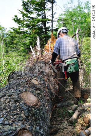 チェーンソー エゾマツ玉切り 後ろ姿 チェーンソー エゾマツ玉切り 後ろ姿 1481240