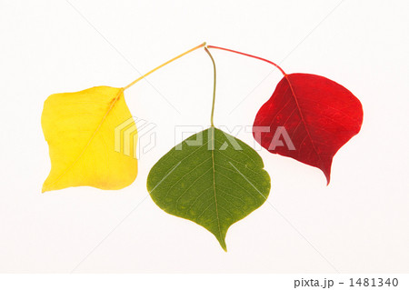 ３色のナンキンハゼの葉 1481340