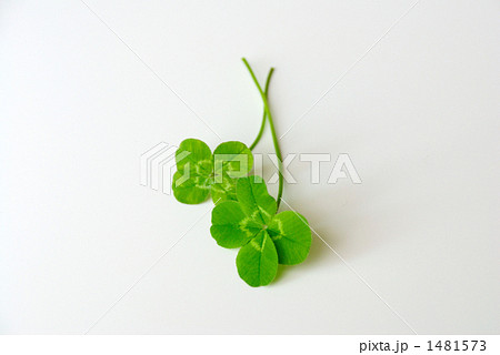 四葉のクローバー 2つ 四葉のクローバー 2つ 1481573