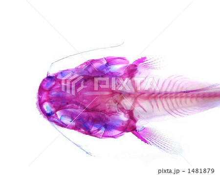 ナマズ透明標本 1481879