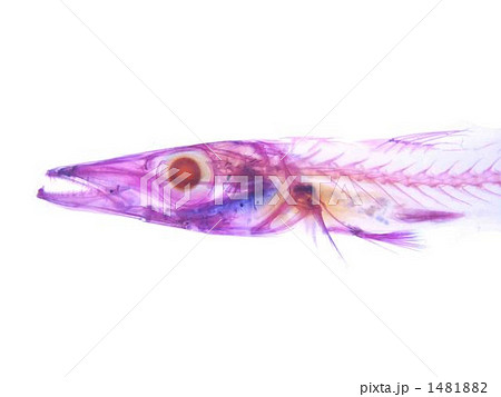 オニカマス透明標本 オニカマス透明標本 1481882