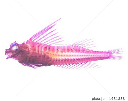 アツモリウオ透明標本 アツモリウオ透明標本 1481888