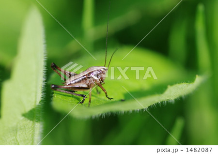 バッタ 1482087