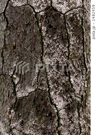 黒松樹皮 1482459