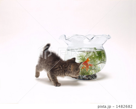 子猫と金魚 子猫と金魚 1482682