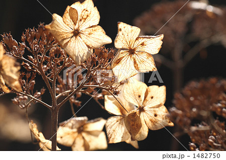 枯れアジサイ 枯れ花 枯れるの写真素材 枯れアジサイ 枯れ花 枯れるの写真素材