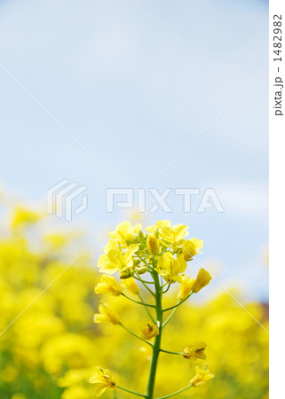 菜の花と空 1482982