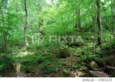 黒岳原生林 黒岳原生林 1483223