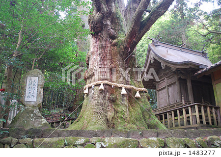 大杵社の大杉の写真素材