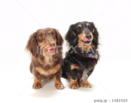 2匹のミニチュアダックス 2匹のミニチュアダックス 1483505