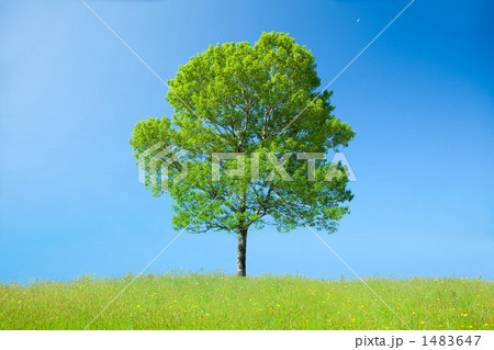 草原と1本の木 1483647
