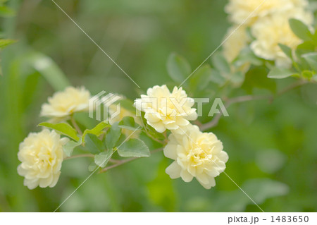 モッコウバラの花 1483650
