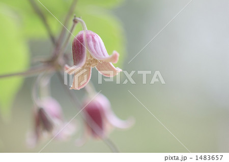 ハンショウヅルの花 1483657