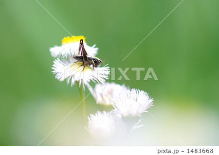 ハルジオンの花にとまるヒメギス ハルジオンの花にとまるヒメギス 1483668