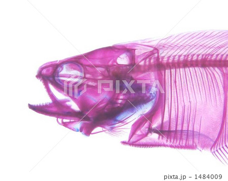 スポットナイフ透明標本 1484009