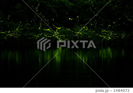 蛍乱舞 1484072