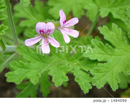 ローズゼラニウム 1484099