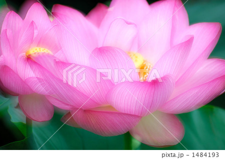 蓮の赤映える 1484193