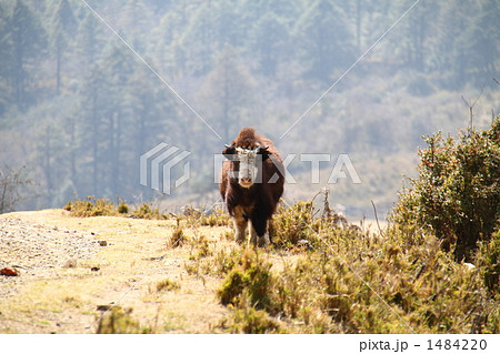 ブータンのヤク 1484220