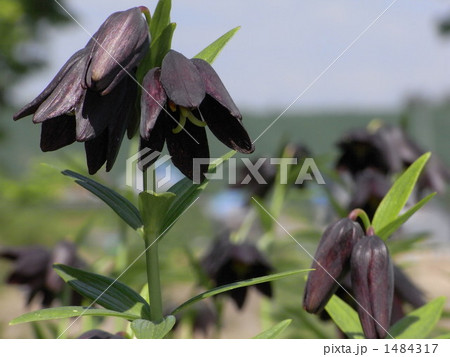 クロユリ クロユリ 1484317