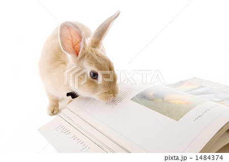 子兎全身本を読むポーズの写真素材 1484374 Pixta