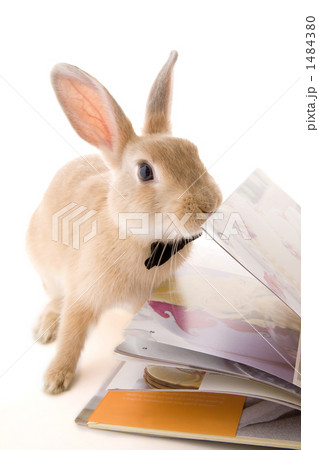子兎全身本をめくるポーズ 子兎全身本をめくるポーズ 1484380
