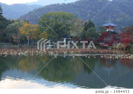 大覚寺鏡池の紅葉 1484455