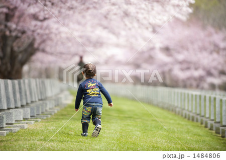 桜の下の男の子 1484806