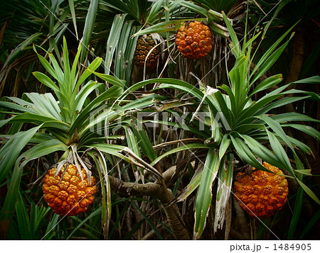 アダンの密林 1484905